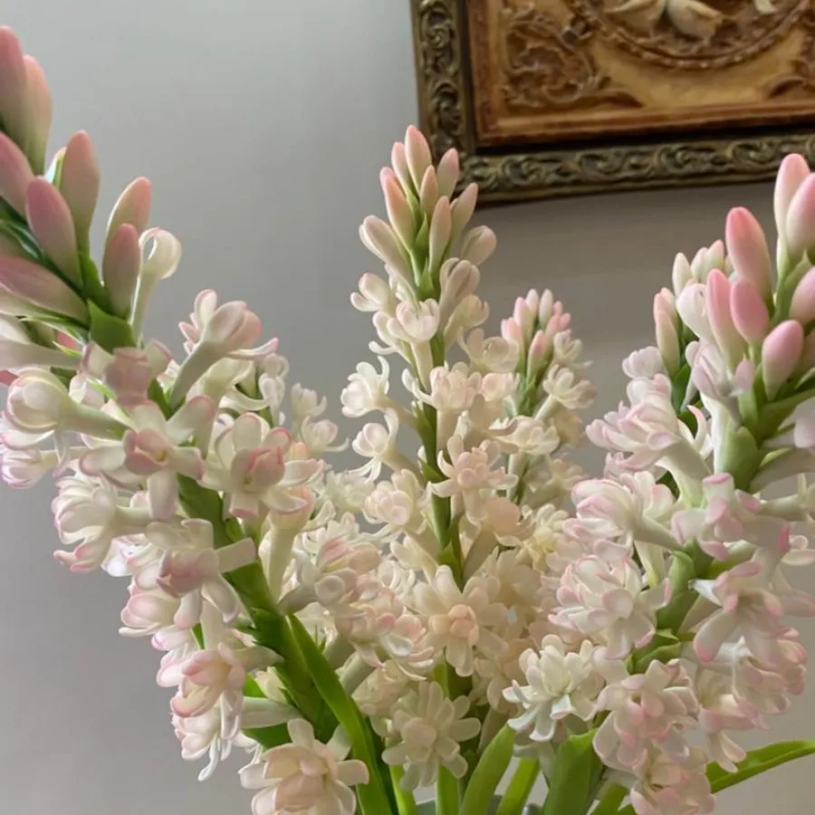 مریم های جاودان