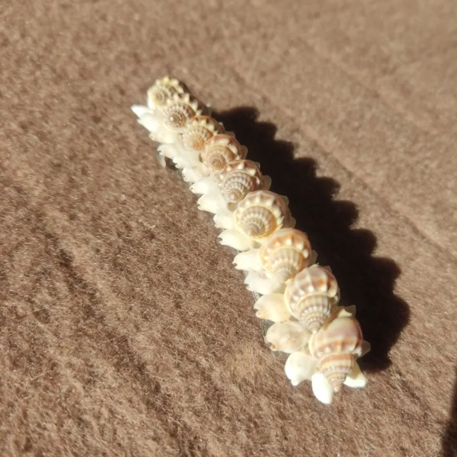 گیره مو صدف دریا