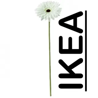 گل ژربرا ایکیا