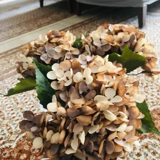 گل هورتانسیا