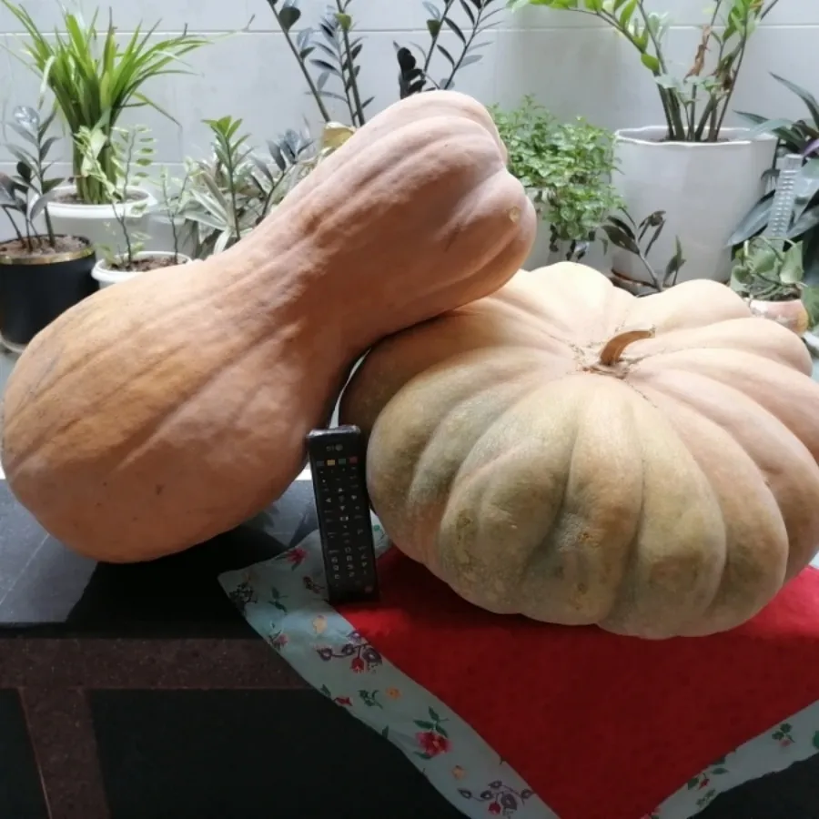 کدو قلقله زن