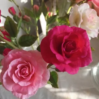 گل های جاودان