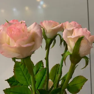 گل های جاودان