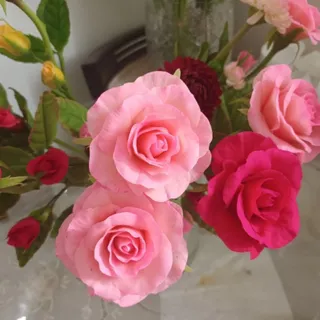 رز جاودان و زیبا