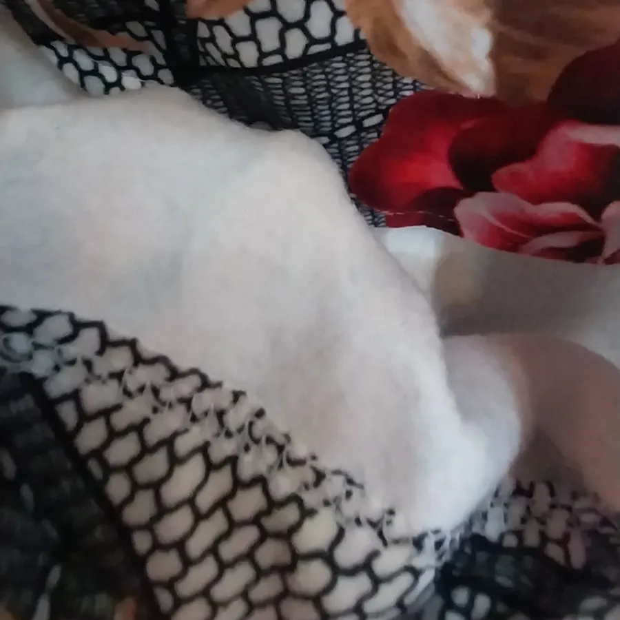 بلوز موهر 2 رنگ