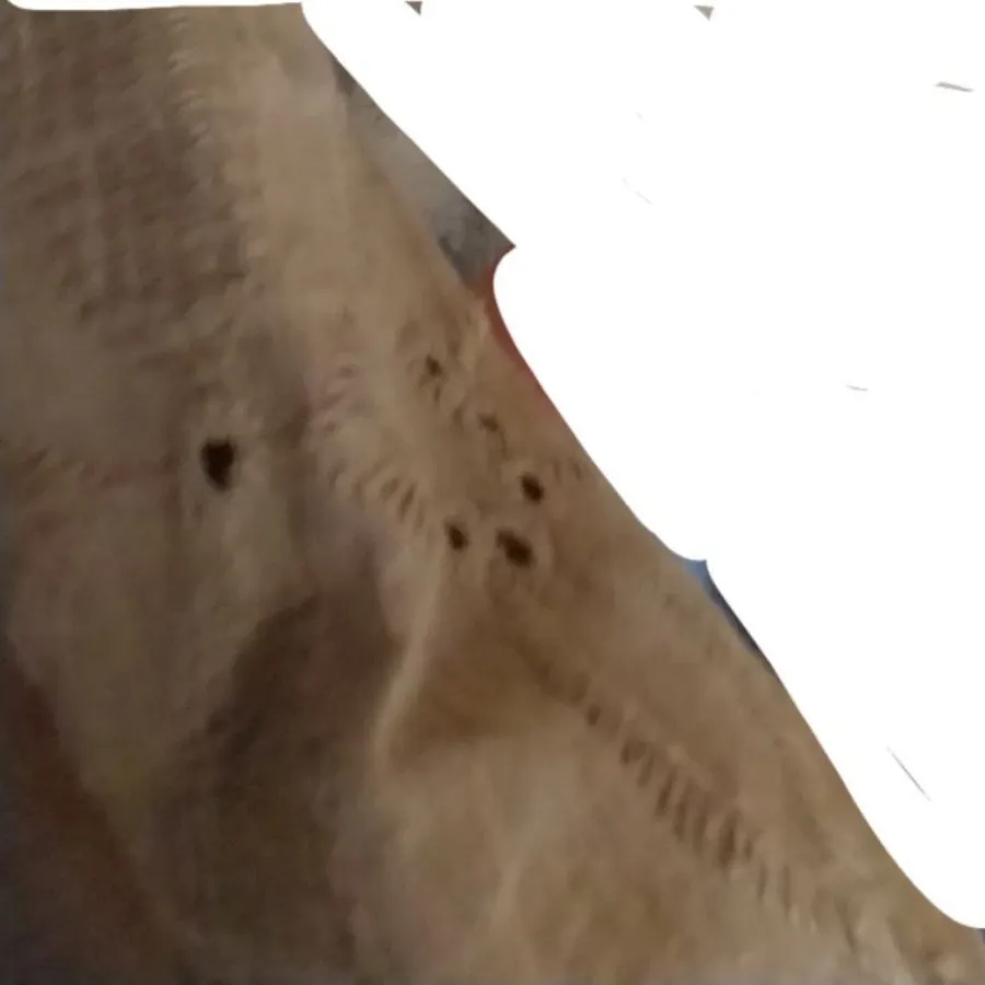 شومیز نسکافه ای