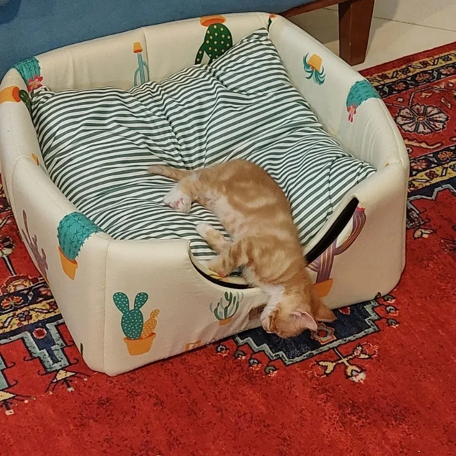 جای خواب گربه+اسکرچر