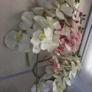 4شاخه گل ارکیده