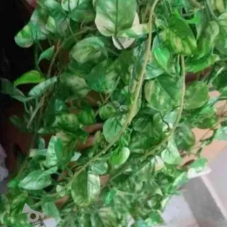 برگهای زینتی