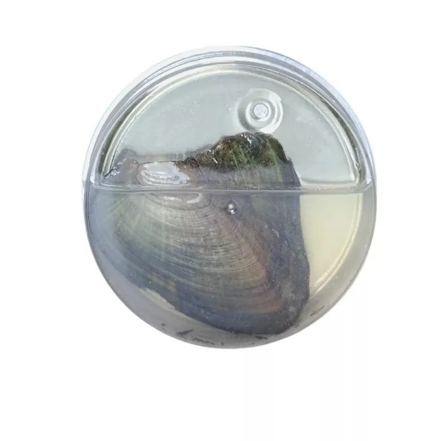 گردنبند مروارید دل دریا