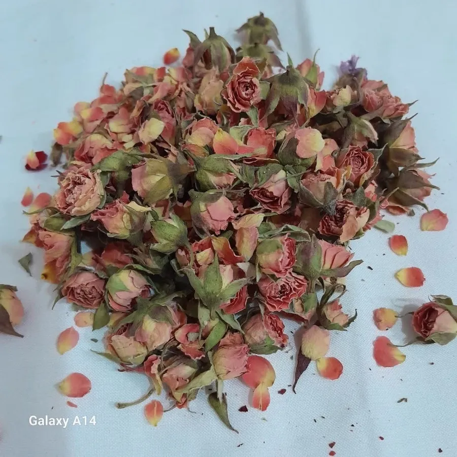 چند مدل گل رز مینیاتوری