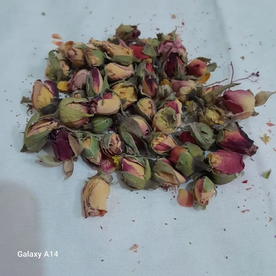 چند مدل گل رز مینیاتوری