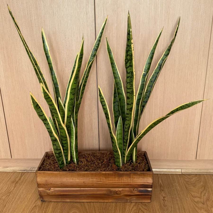 گلدان چوبی و گیاه سنسوریا