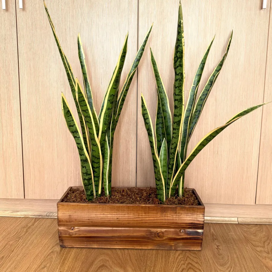 گلدان چوبی و گیاه سنسوریا