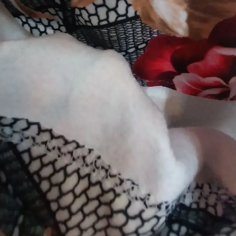 بلوز موهر رنگی