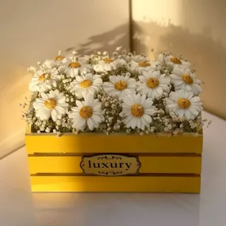 باکس بابونه