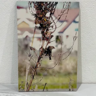 تابلو عکس دکوری گنجشک