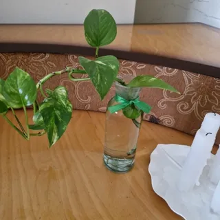 گدان شیشه‌ای