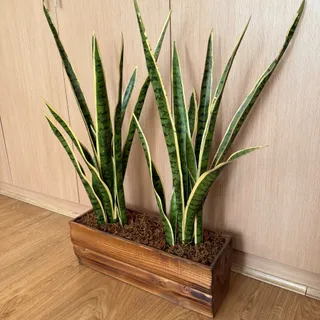 گلدان چوبی و گیاه سنسوریا