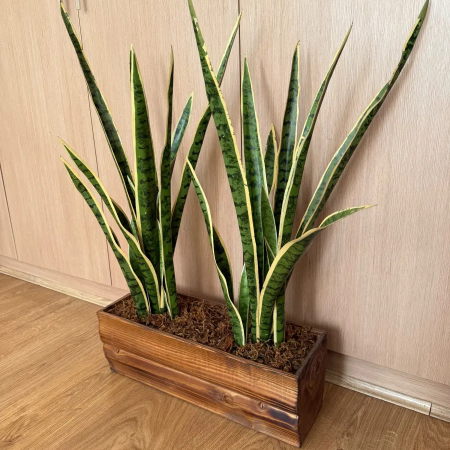 گلدان چوبی و گیاه سنسوریا