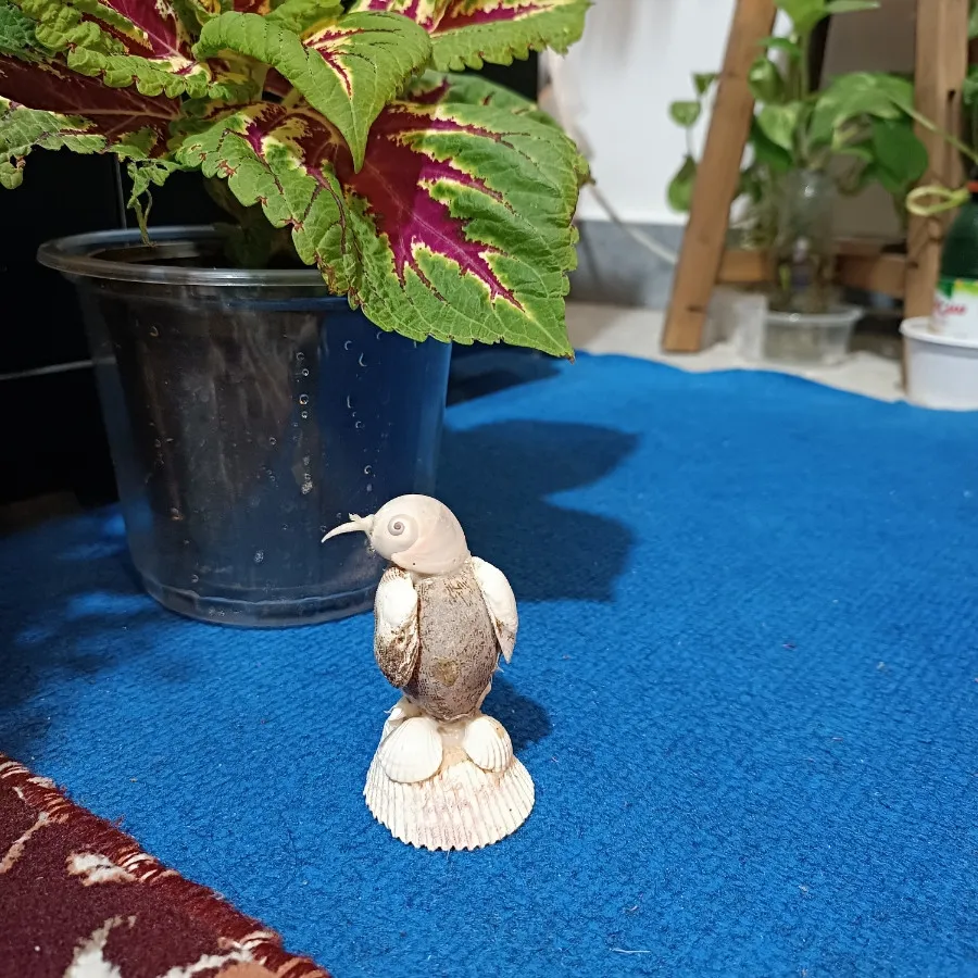 مجسمه صدفی پنگوین خجالتی