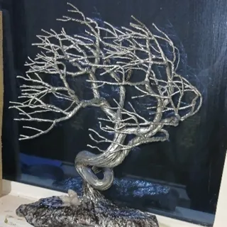 درخت سیمی کورومی