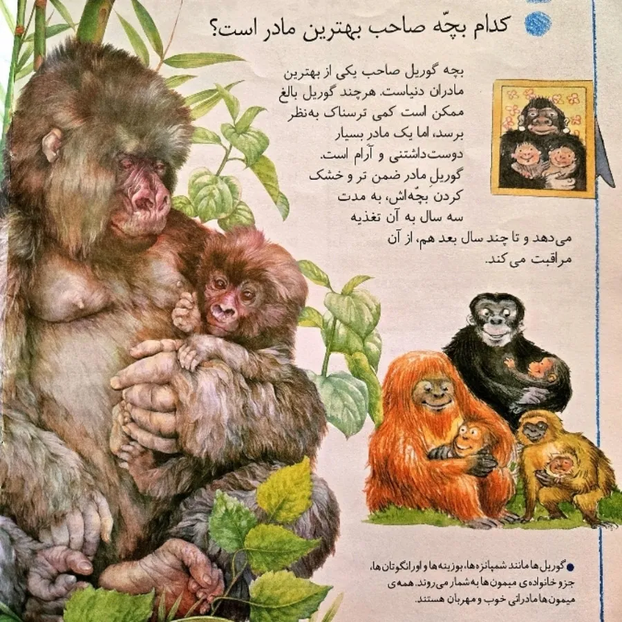 کتاب میدانی چرا کانگورها