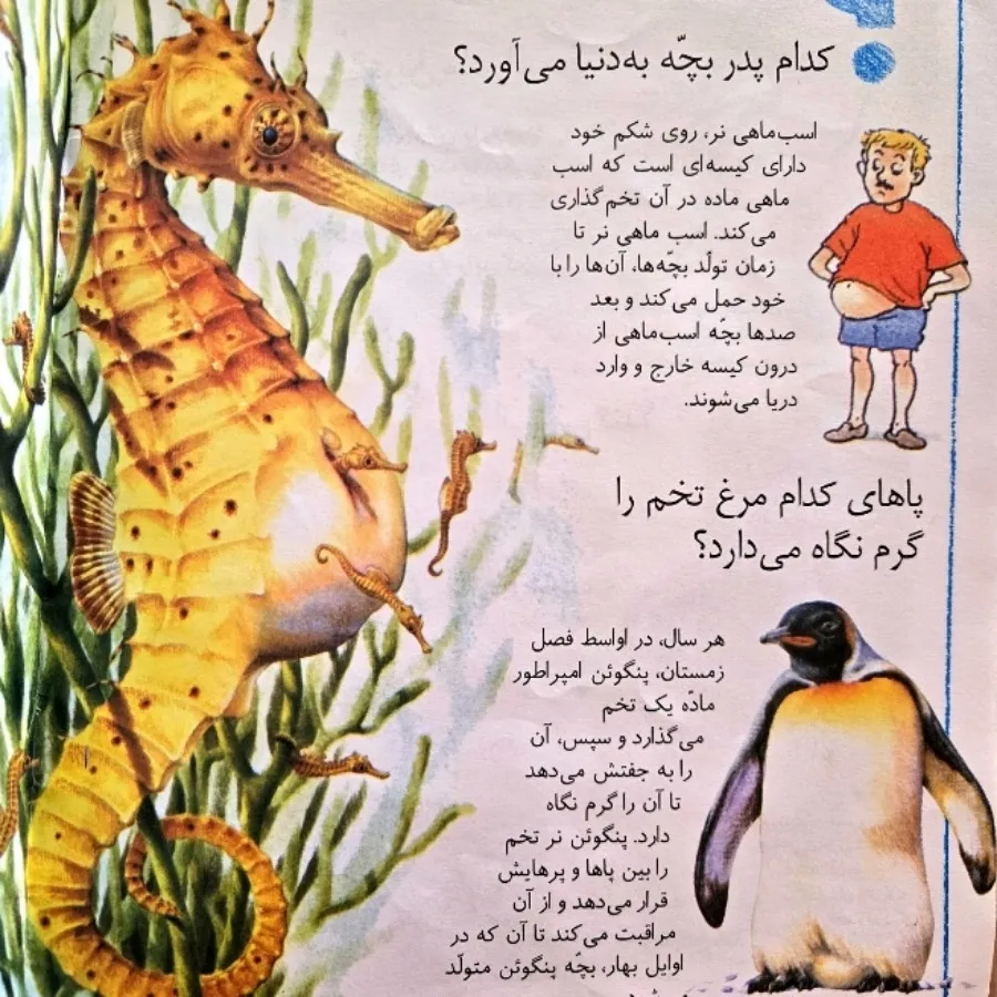 کتاب میدانی چرا کانگورها