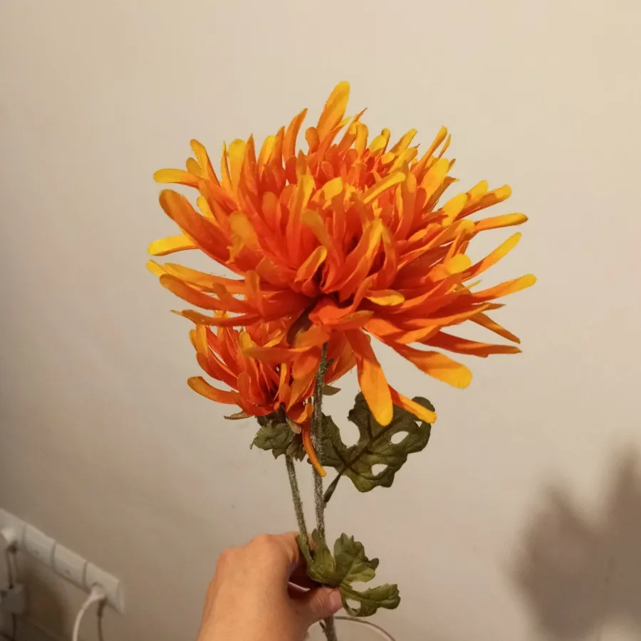گل داوودی نارنجی بلند