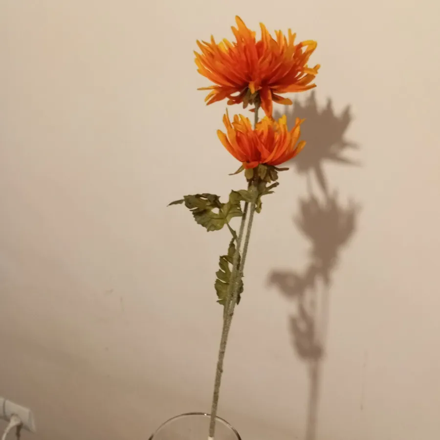 گل داوودی نارنجی بلند
