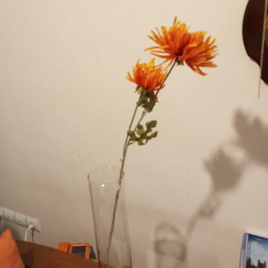 گل داوودی نارنجی بلند