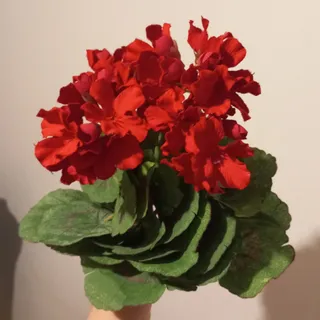 گل شمعدانی مصنوعی