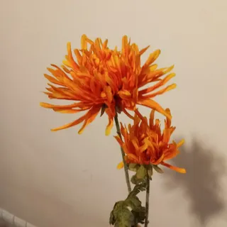 گل داوودی نارنجی بلند
