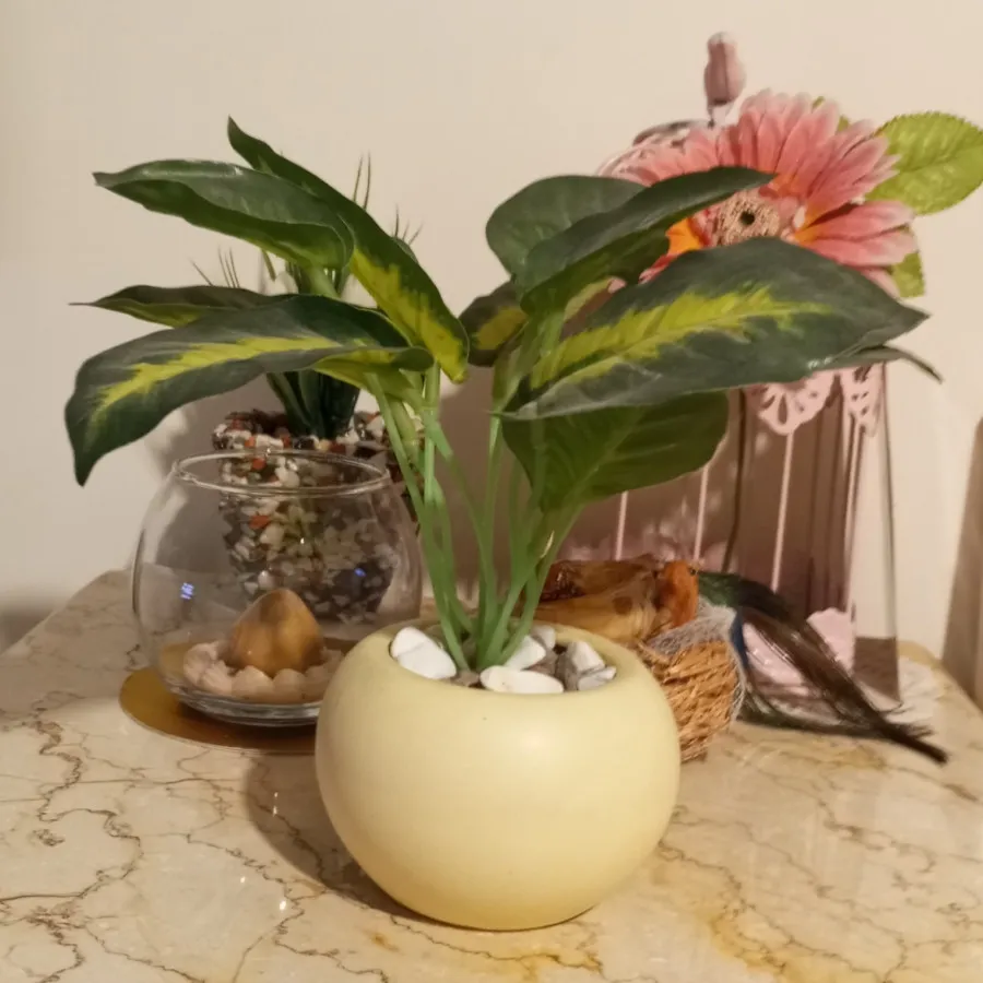 درختچه دکوری دیفن باخیا