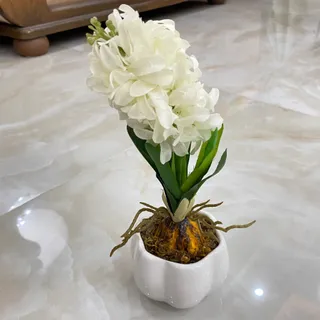 سنبل
