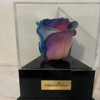 رز جاویدان هفت رنگ