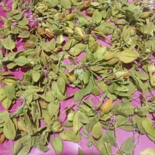 برگ چینی رز