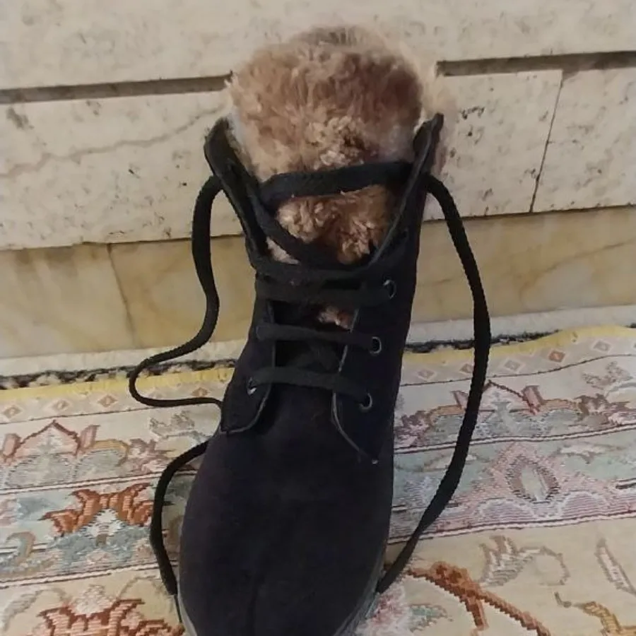 نیم بوت