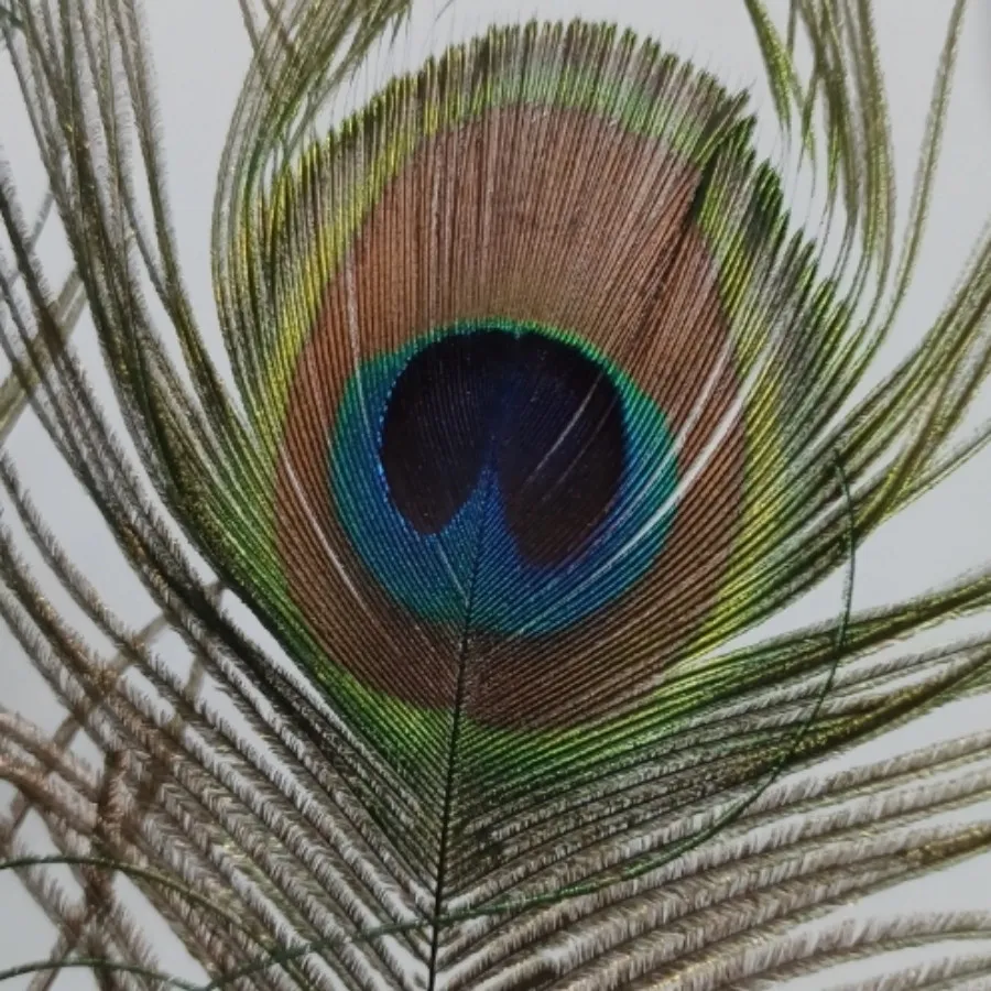 پر طاووس دکوری