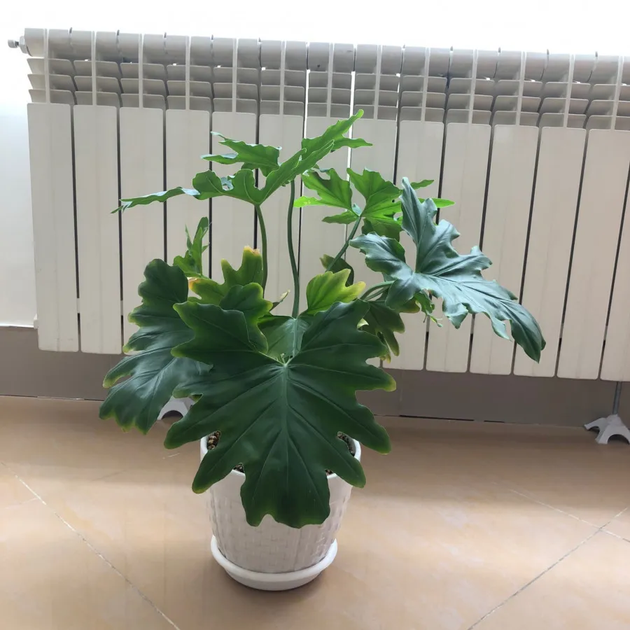 گل و گیاه برگ انجیری