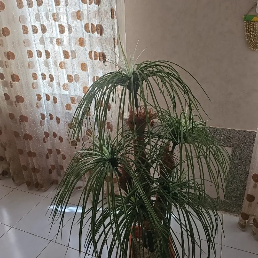 نخل مصنوعی