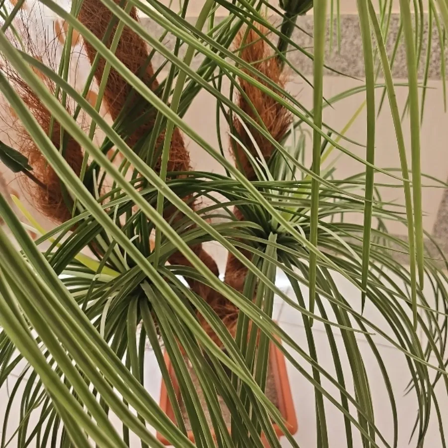 نخل مصنوعی
