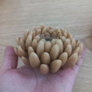 شمع طرح گل نسکافه ای