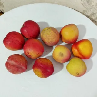 میوه مصنوعی