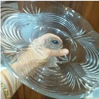 میوه خوری پایه دار کریستا