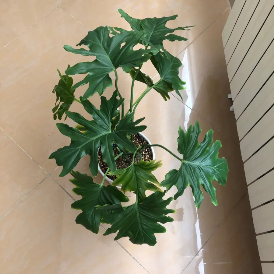 گل و گیاه برگ انجیری