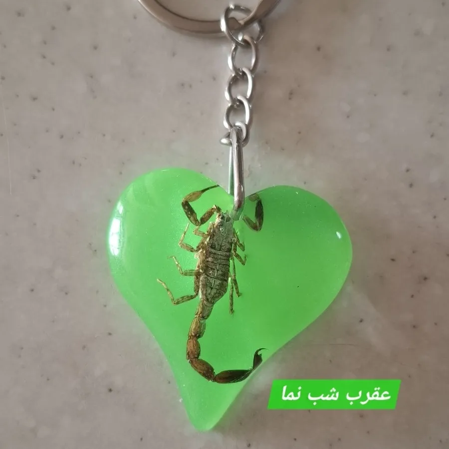 جاکلید شب نما، عقرب واقعی