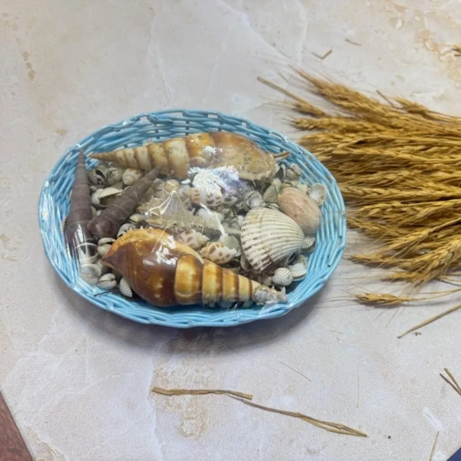 صدف ساحل جنوب