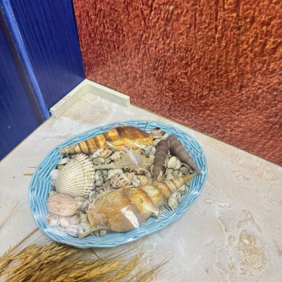 صدف ساحل جنوب