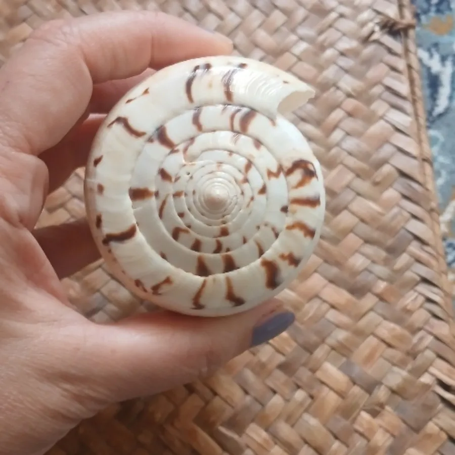 صدف طبیعی
